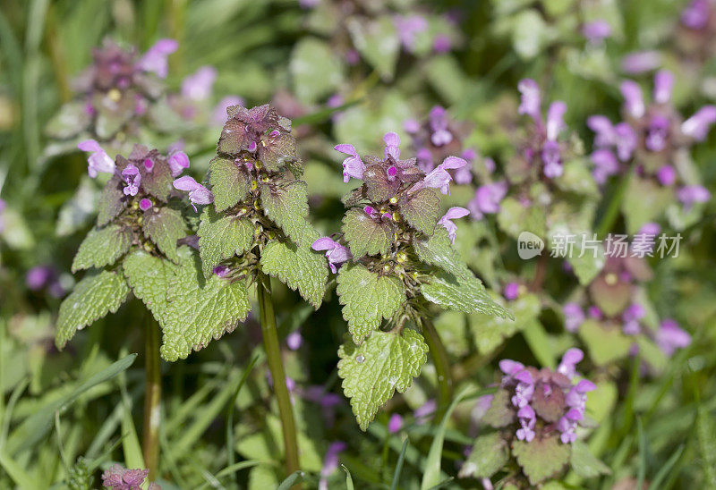 红色死虫(Lamium purpureum)